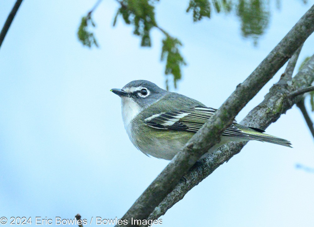 Blue-headed Vireo - Eric Bowles