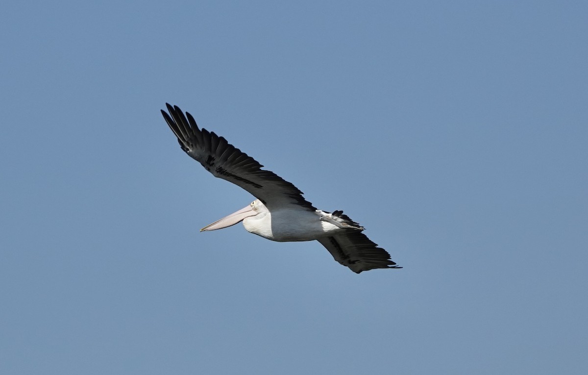 pelikán australský - ML616200971