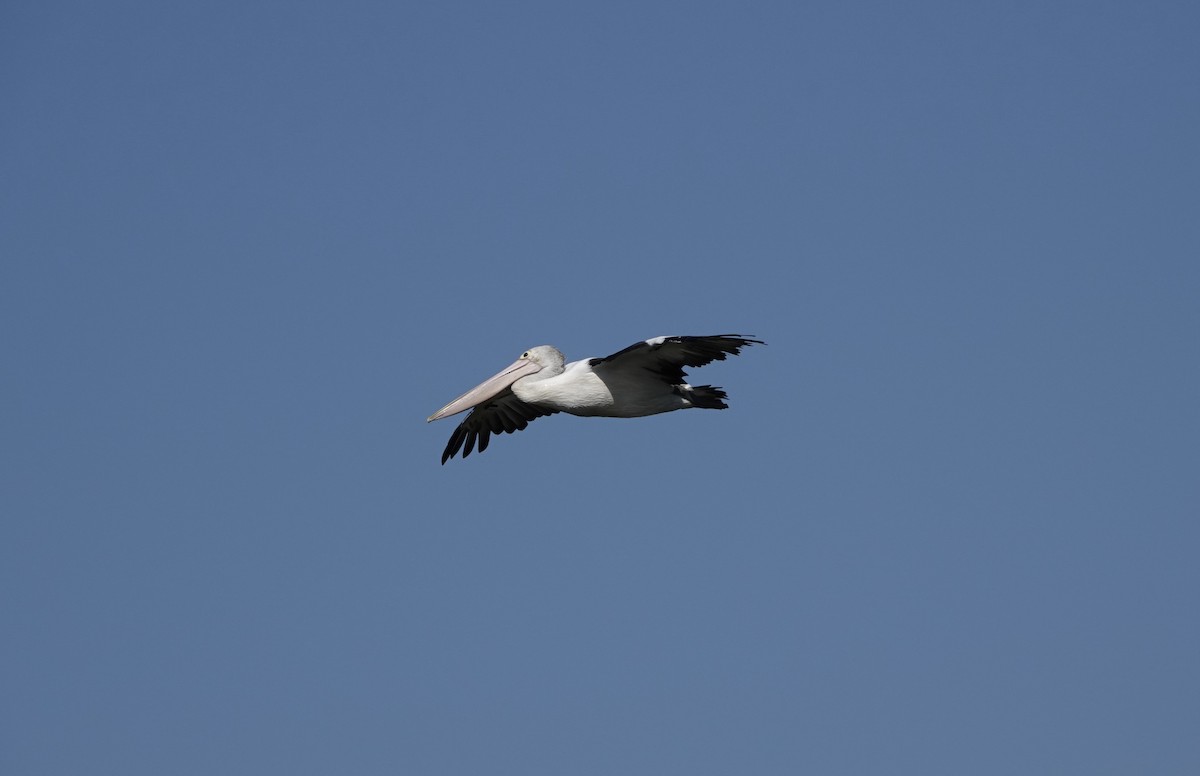 pelikán australský - ML616200972