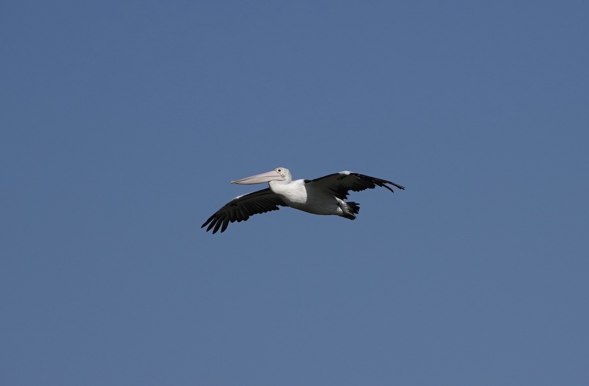 pelikán australský - ML616200973