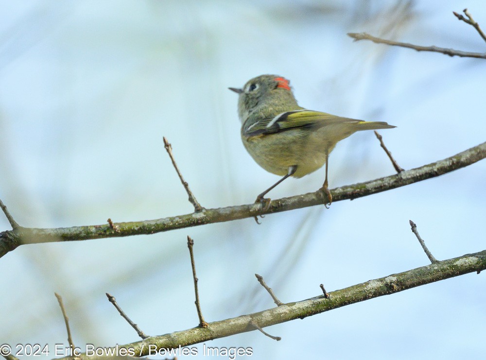 Ruby-crowned Kinglet - ML616200976