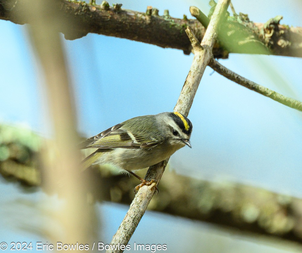 Golden-crowned Kinglet - ML616200984