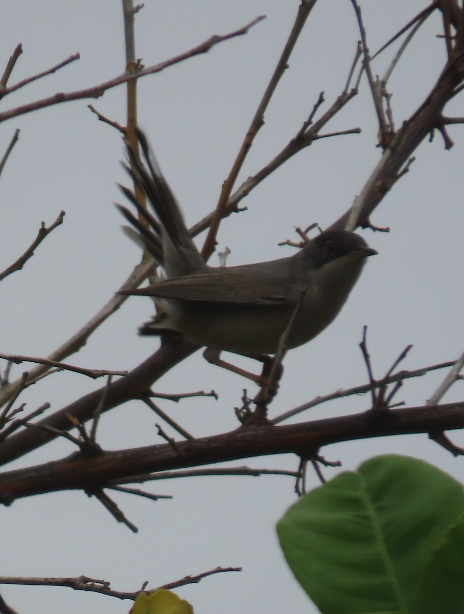 Menetries's Warbler - ML616200989