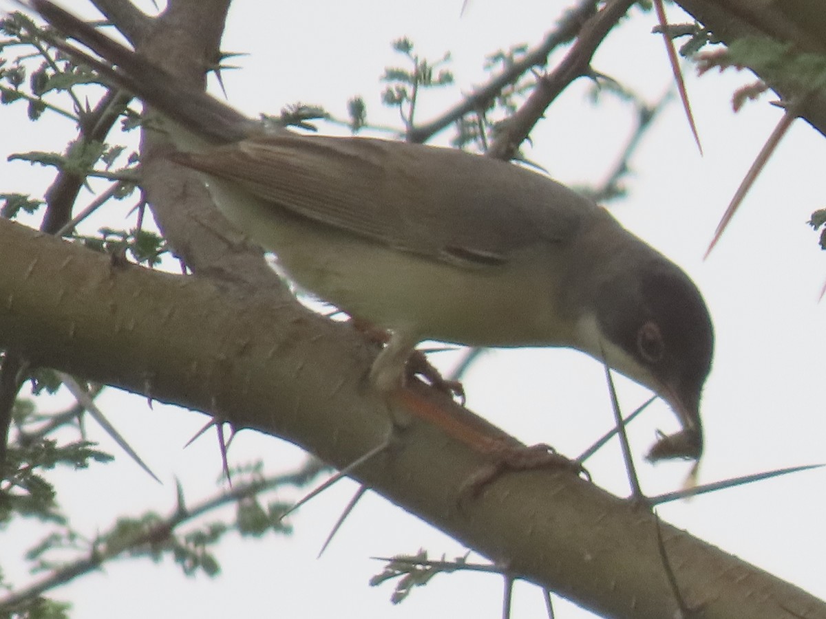 Menetries's Warbler - ML616200991