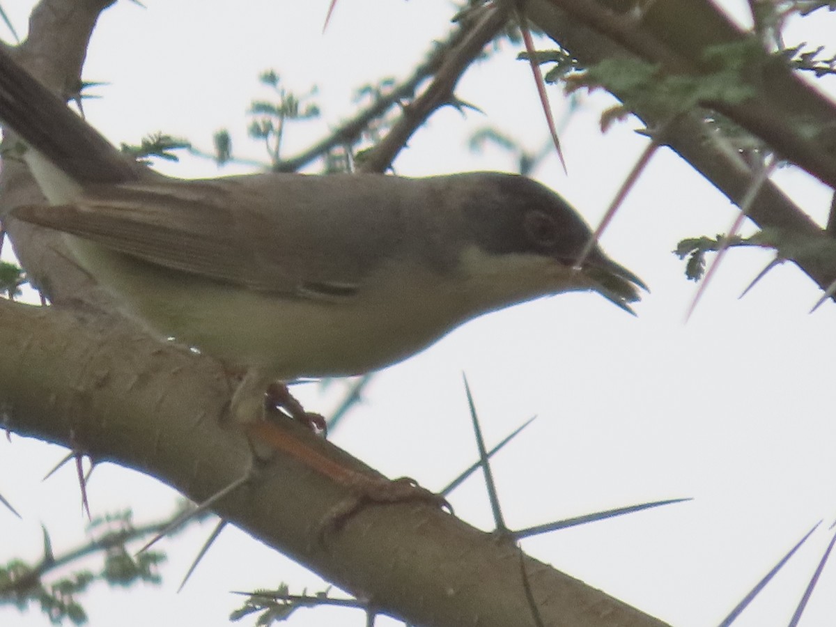 Menetries's Warbler - ML616200993