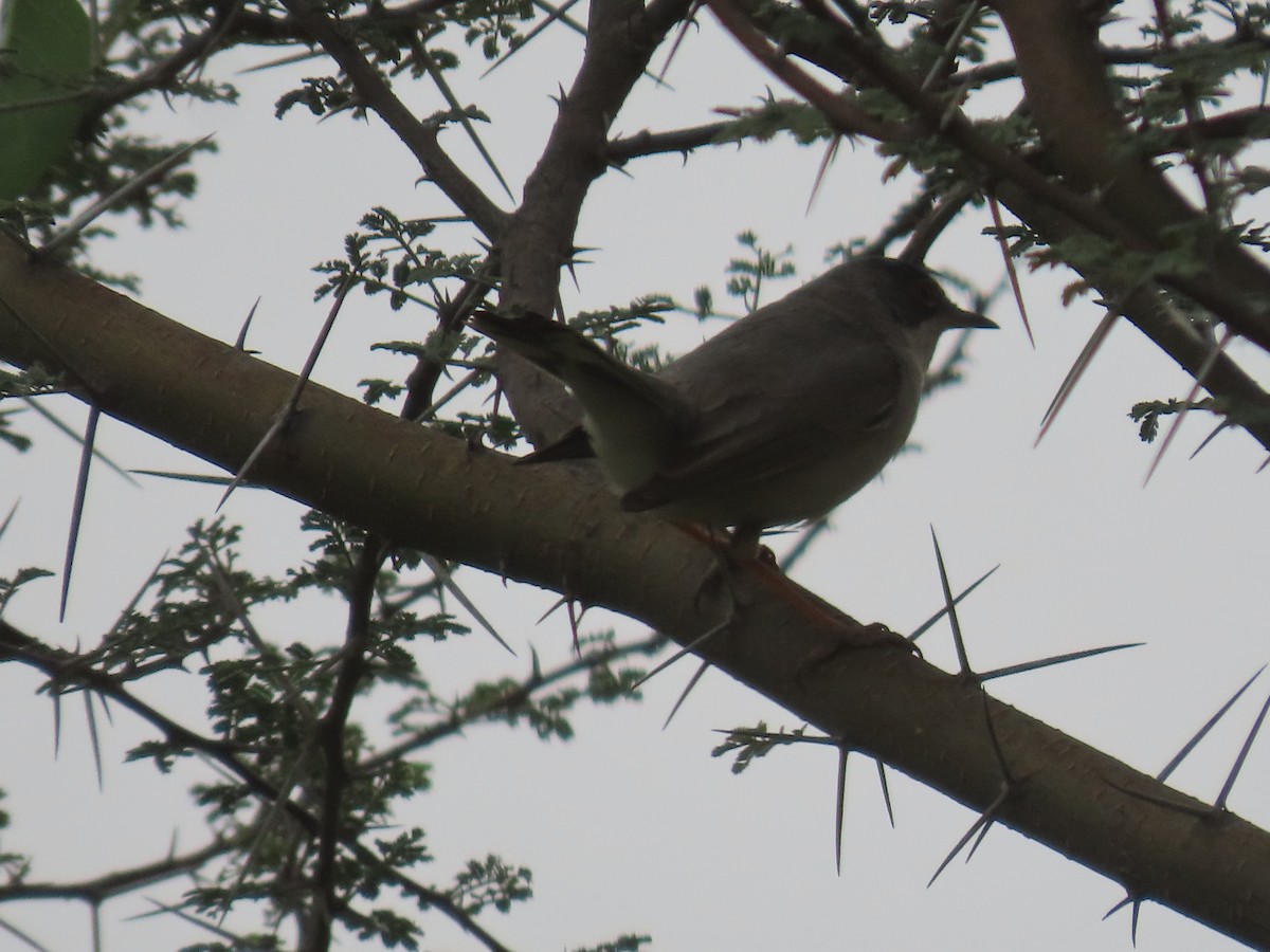 Menetries's Warbler - ML616200995