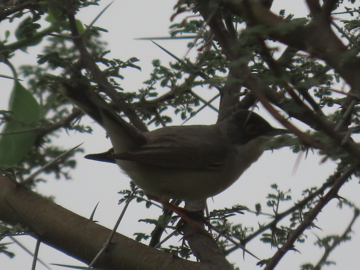 Menetries's Warbler - ML616200999