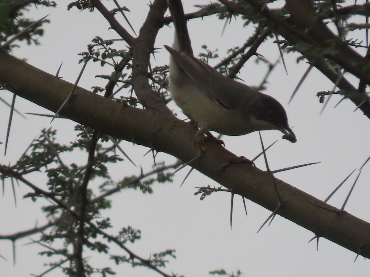 Menetries's Warbler - ML616201003