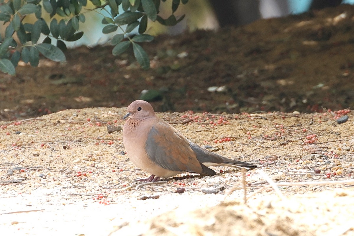 Laughing Dove - ML616201015