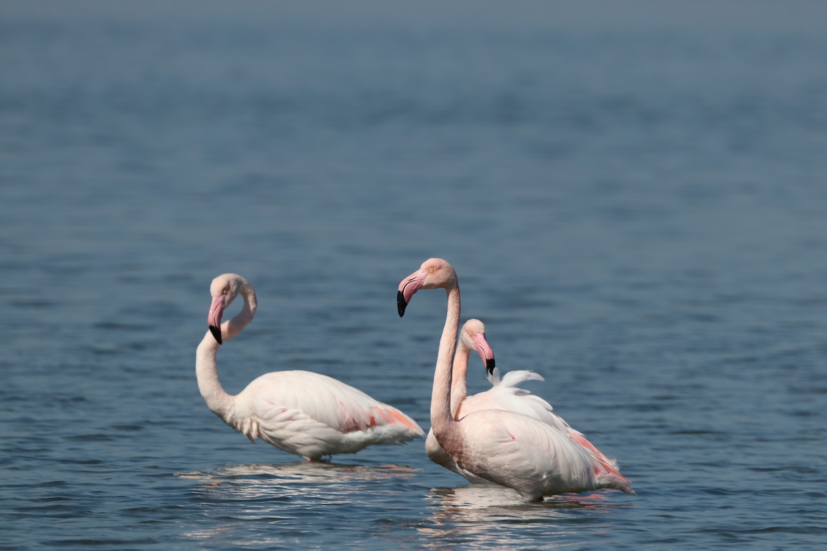 Greater Flamingo - Dimitris Siolos