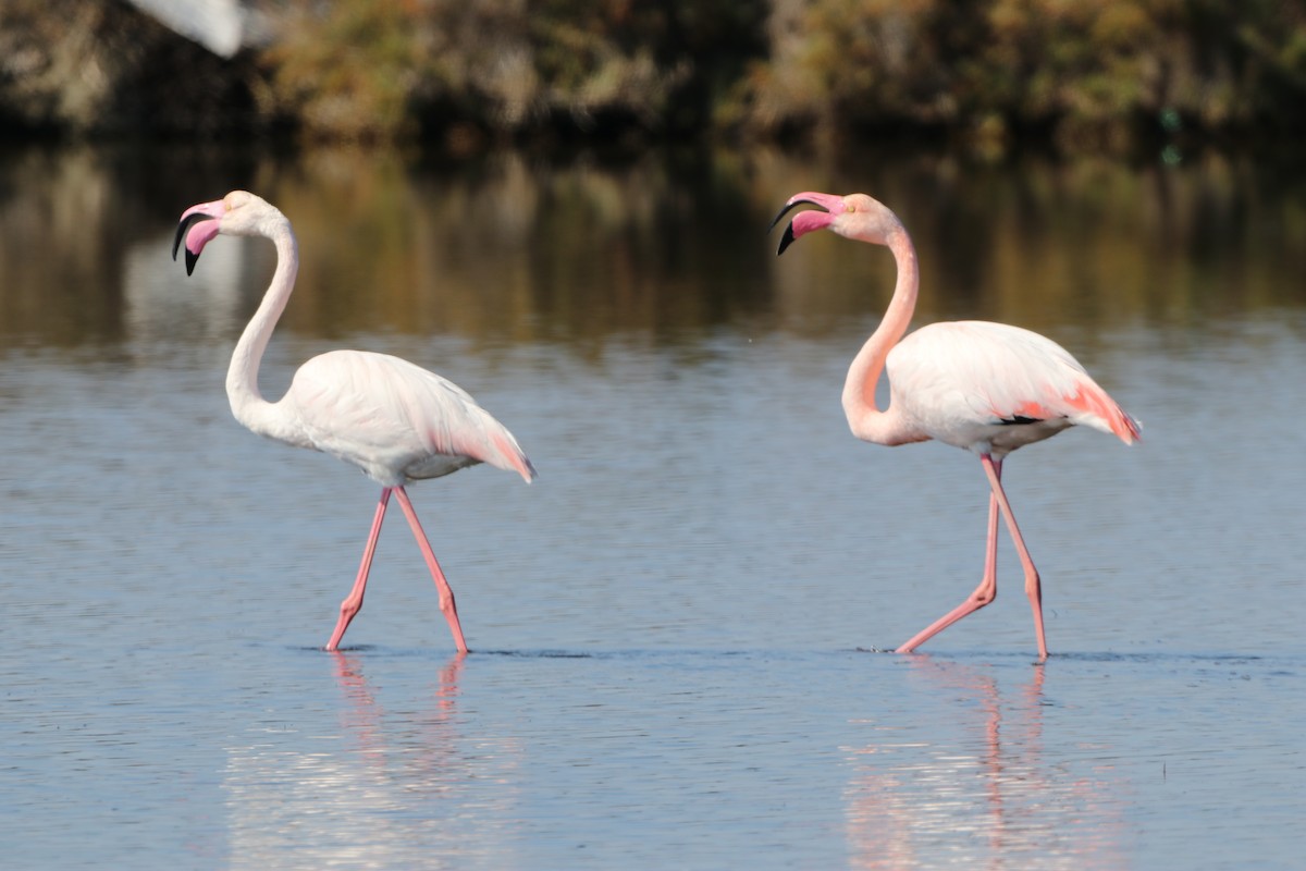 Greater Flamingo - Dimitris Siolos