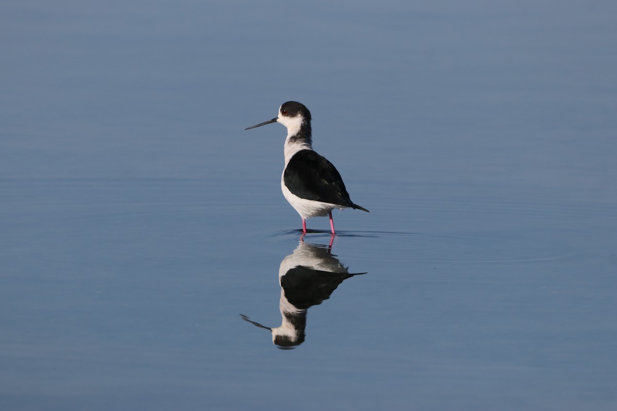 Black-winged Stilt - Dimitris Siolos