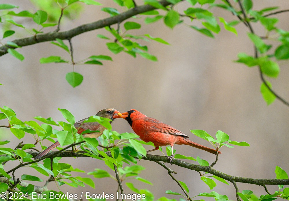 Cardenal Norteño - ML616201056