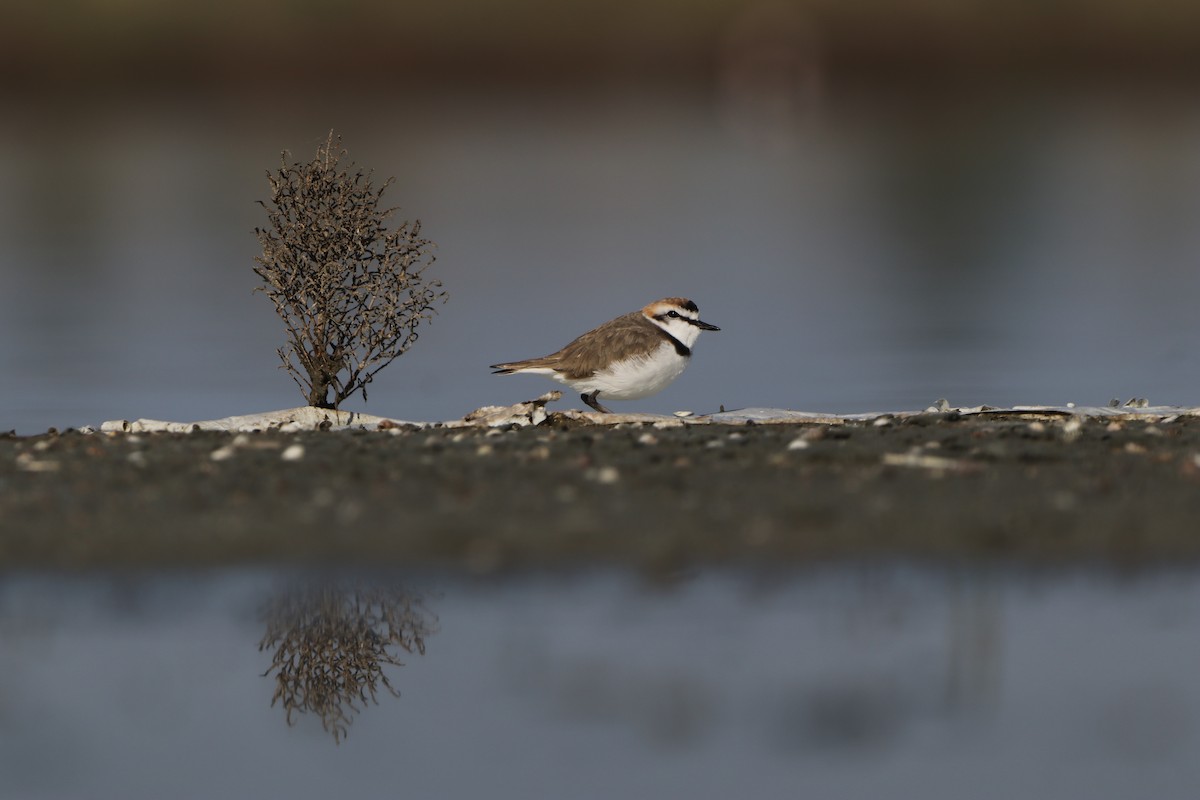 Kentish Plover - Dimitris Siolos