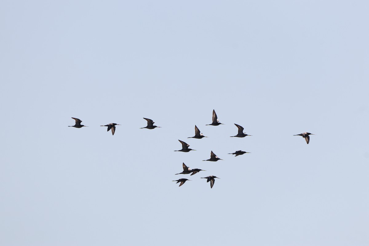 Black-tailed Godwit - Dimitris Siolos