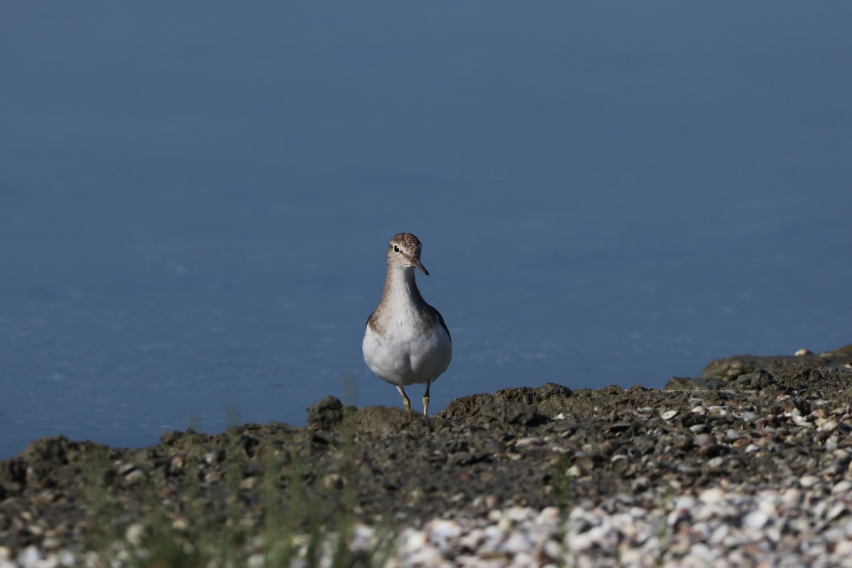 Common Sandpiper - Dimitris Siolos