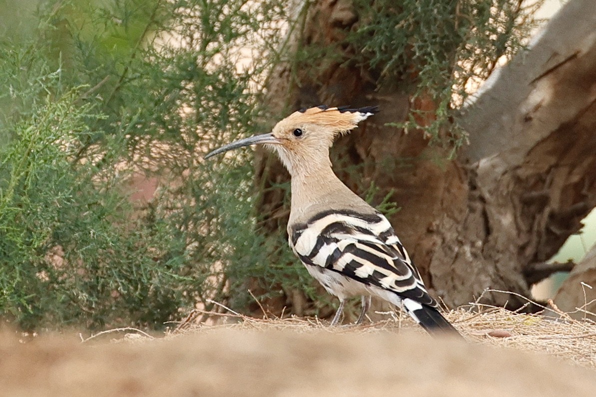 Eurasian Hoopoe - ML616201077