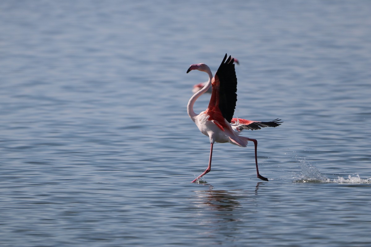 Greater Flamingo - Dimitris Siolos