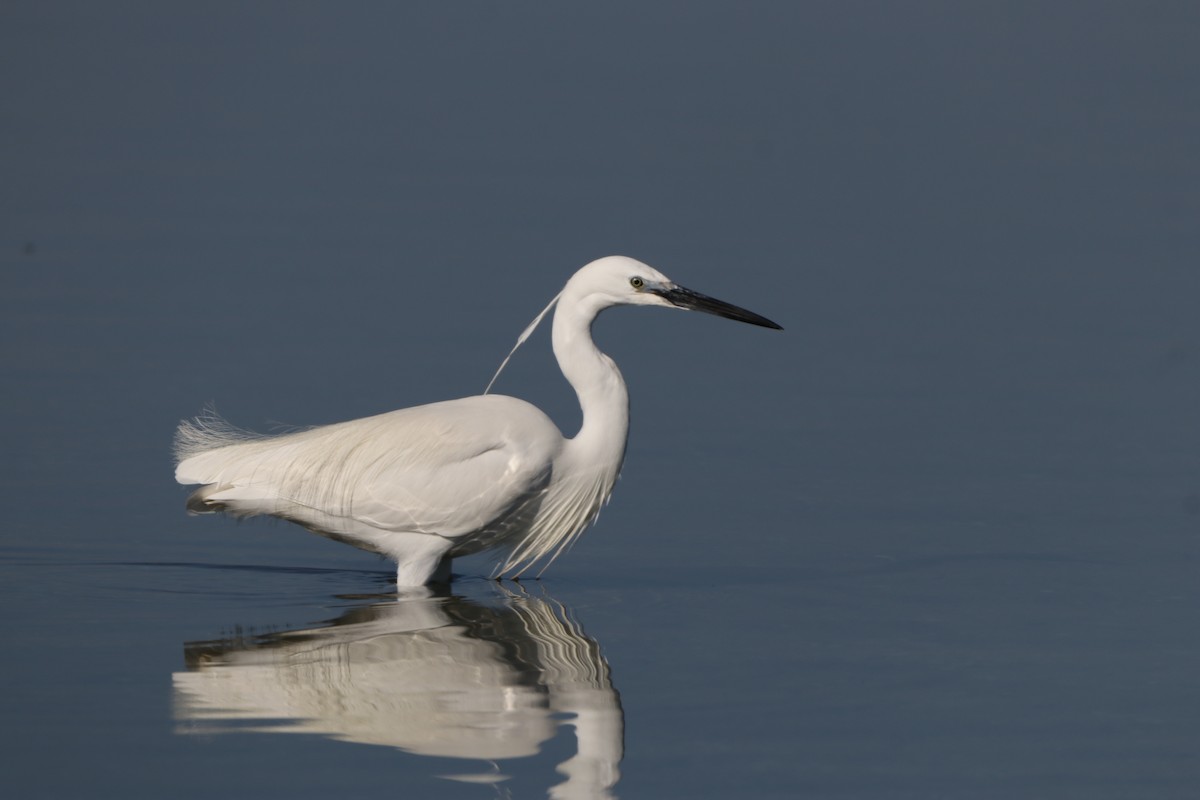 Little Egret - ML616201088