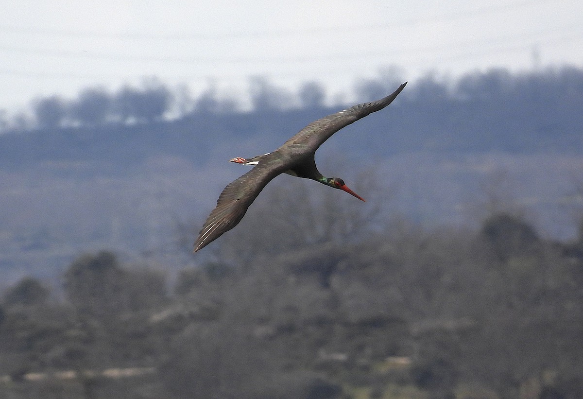 Black Stork - Alfonso Rodrigo