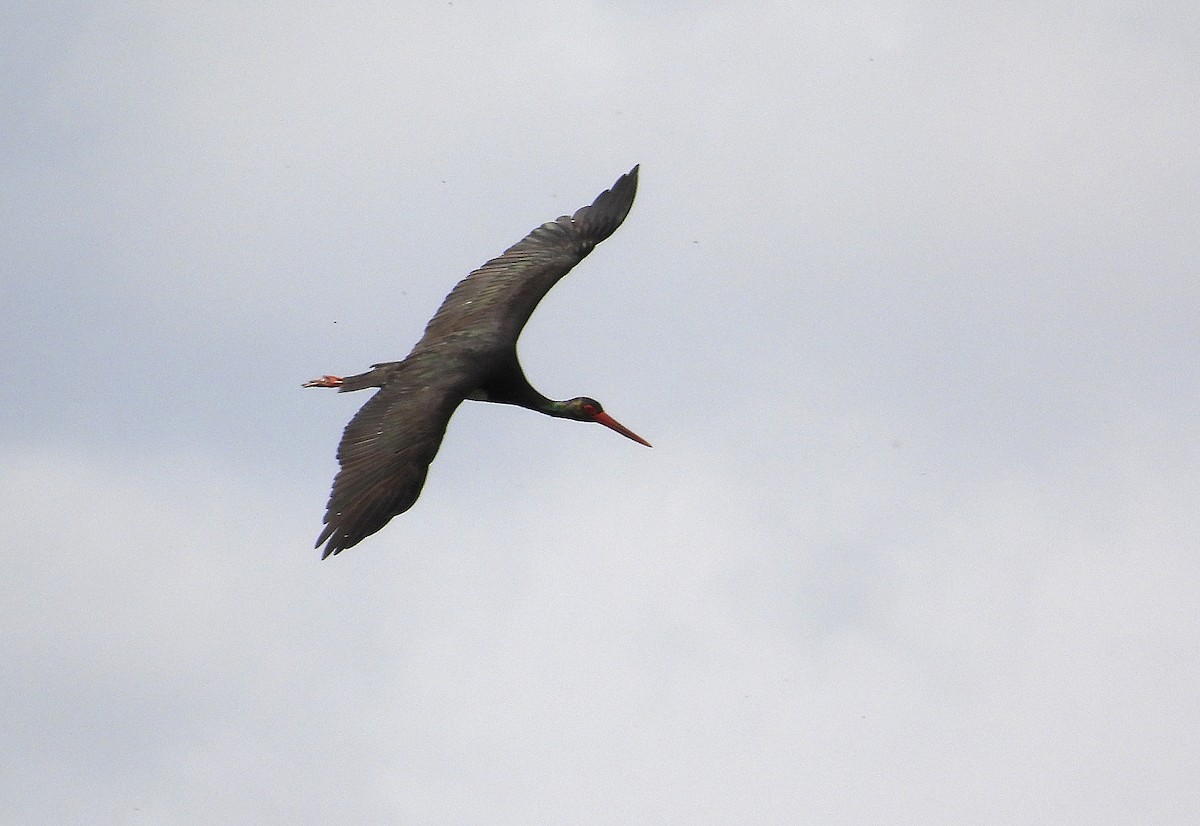 Cigogne noire - ML616201092