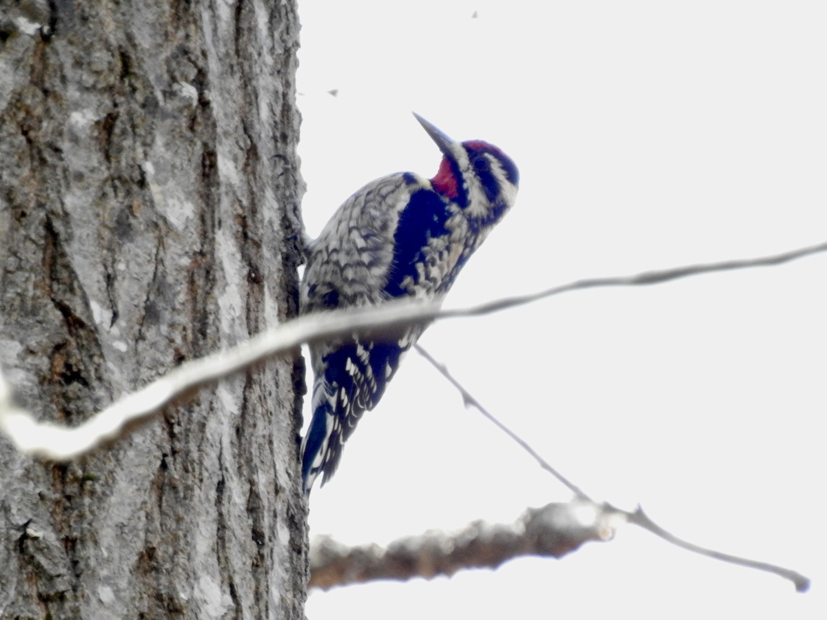 Yellow-bellied Sapsucker - Nan Dewire