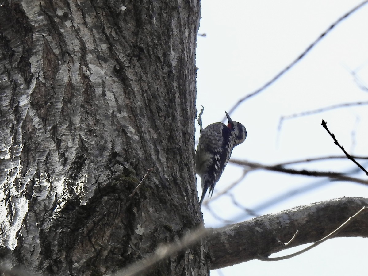 Yellow-bellied Sapsucker - ML616201147