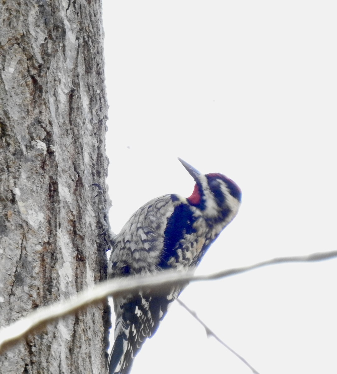 Yellow-bellied Sapsucker - ML616201148