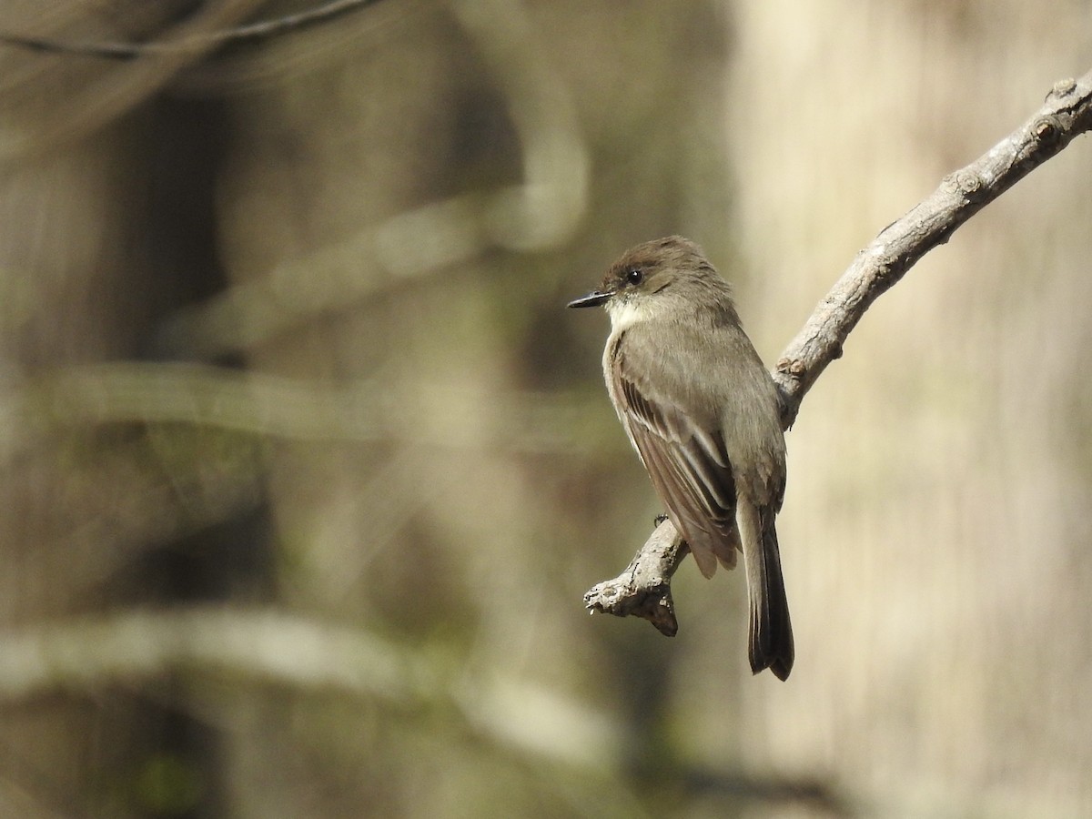 Eastern Phoebe - ML616201155