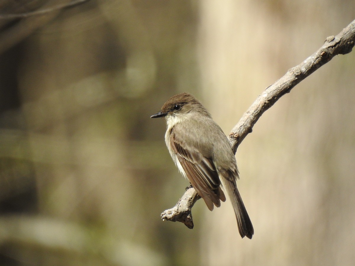 Eastern Phoebe - ML616201156