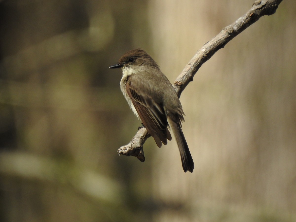 Eastern Phoebe - ML616201158