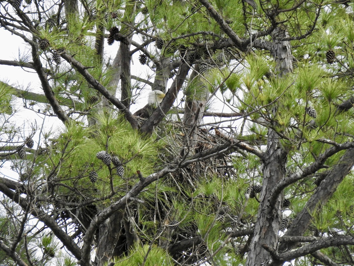 Bald Eagle - ML616201191