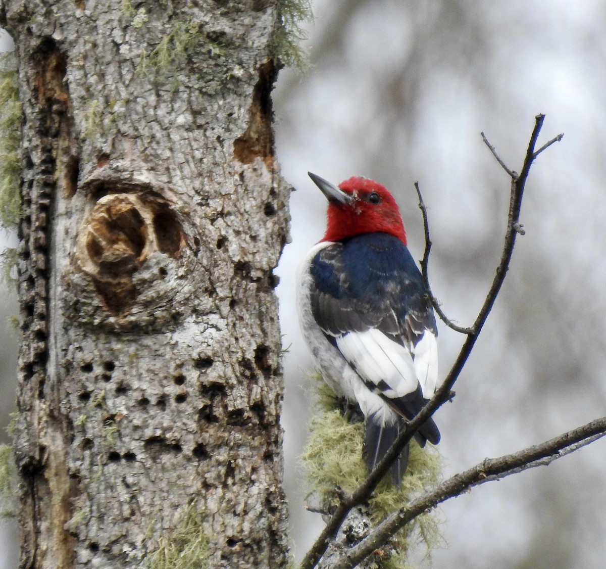 Pic à tête rouge - ML616201198