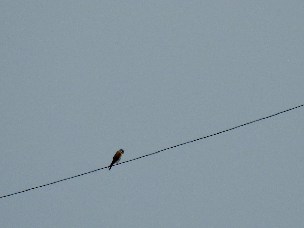 American Kestrel - ML616201215