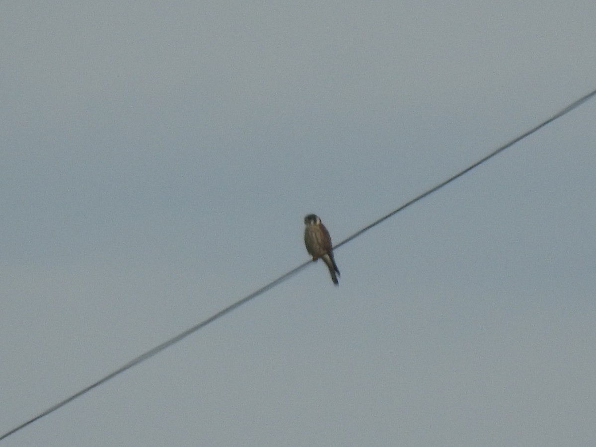 American Kestrel - ML616201216