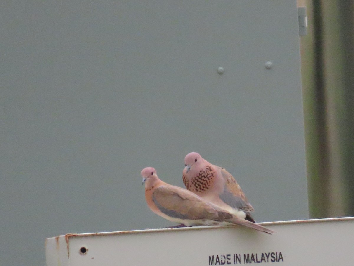 Laughing Dove - Ute Langner