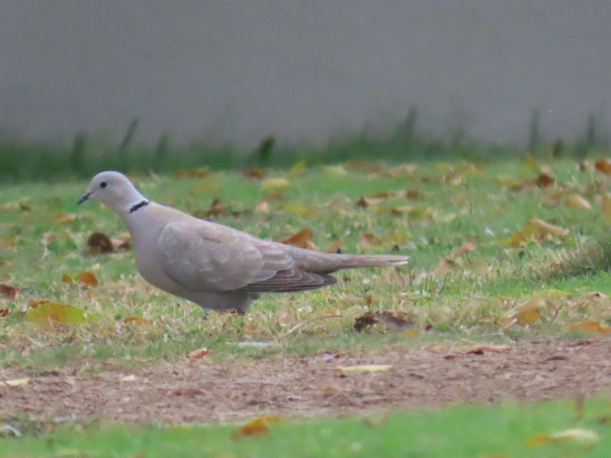 Eurasian Collared-Dove - ML616201245