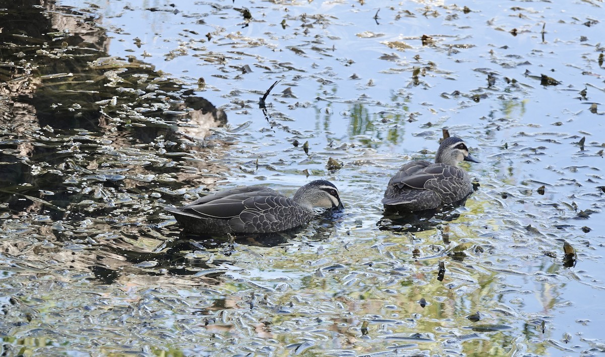 Canard à sourcils - ML616201270