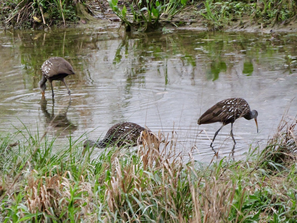 Limpkin - ML616201287