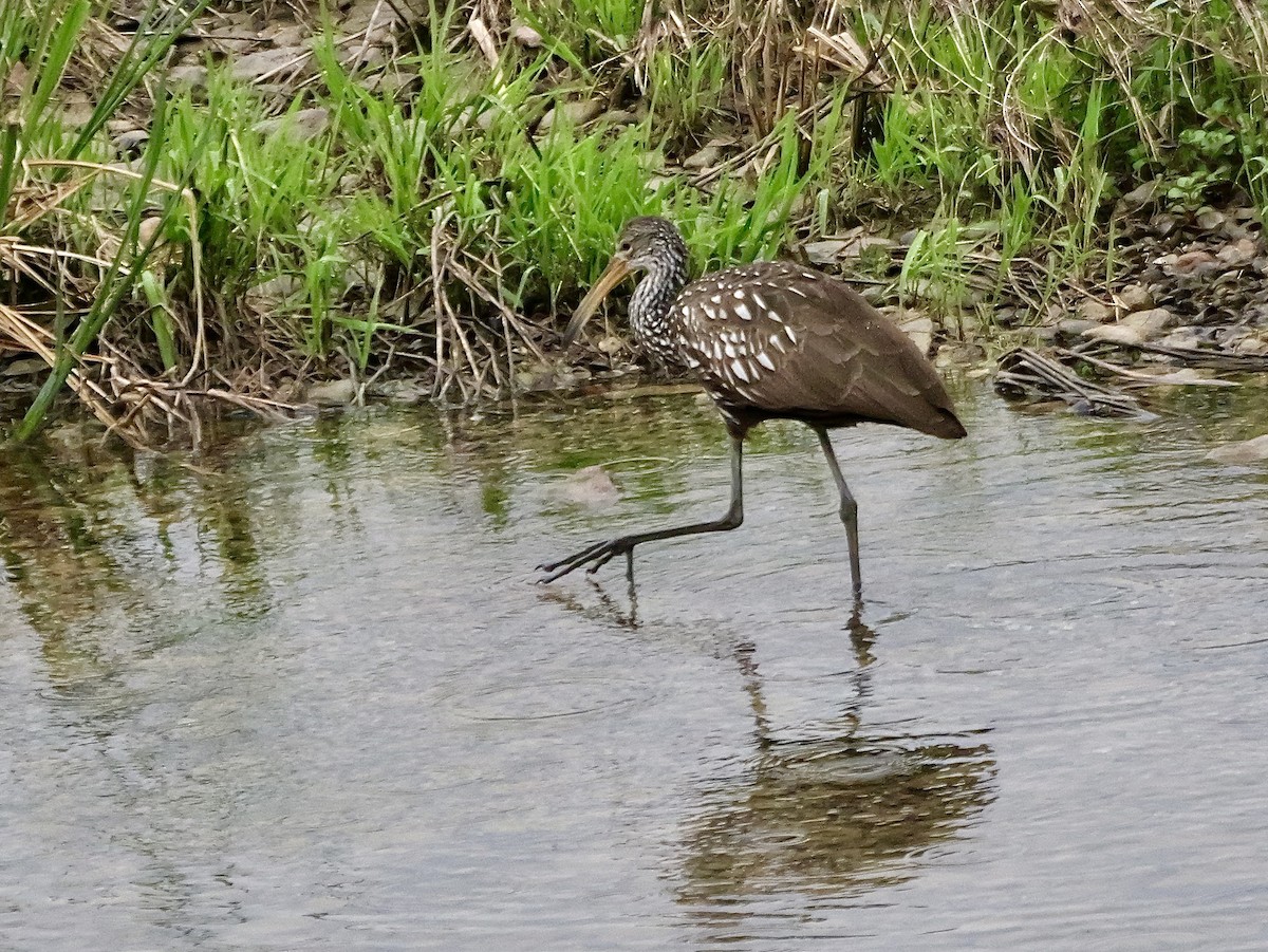 Limpkin - ML616201288