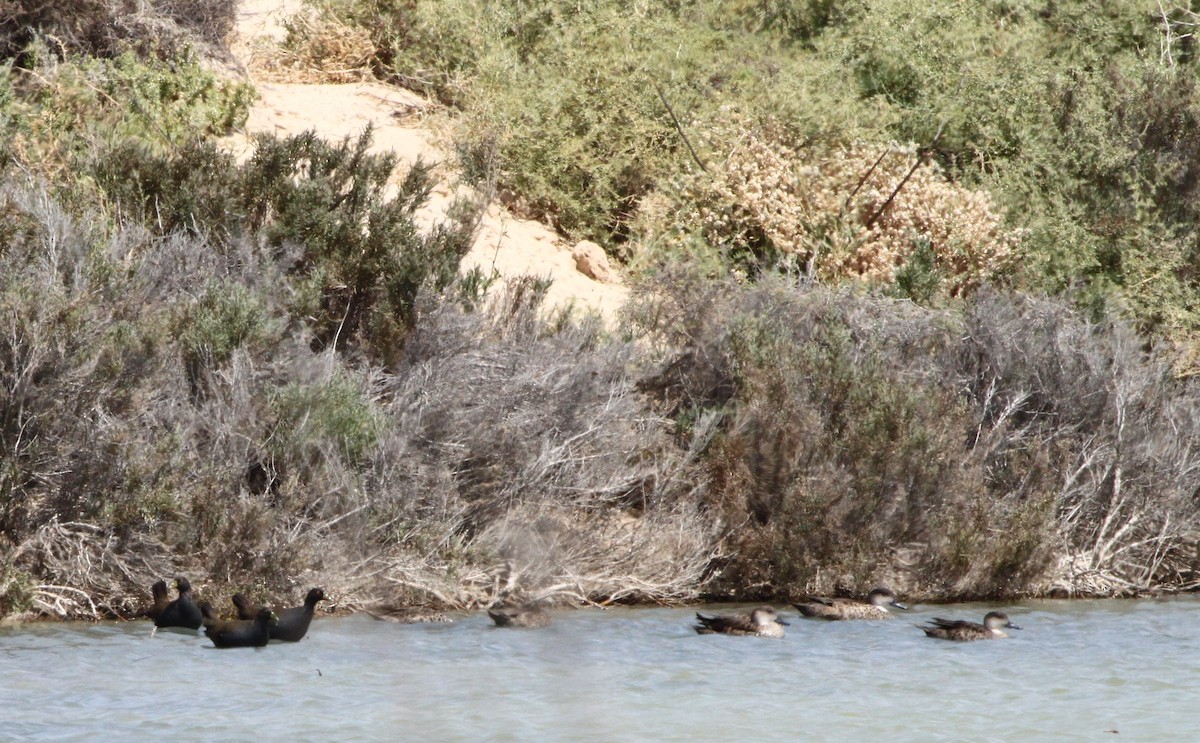 Black-tailed Nativehen - ML616201291