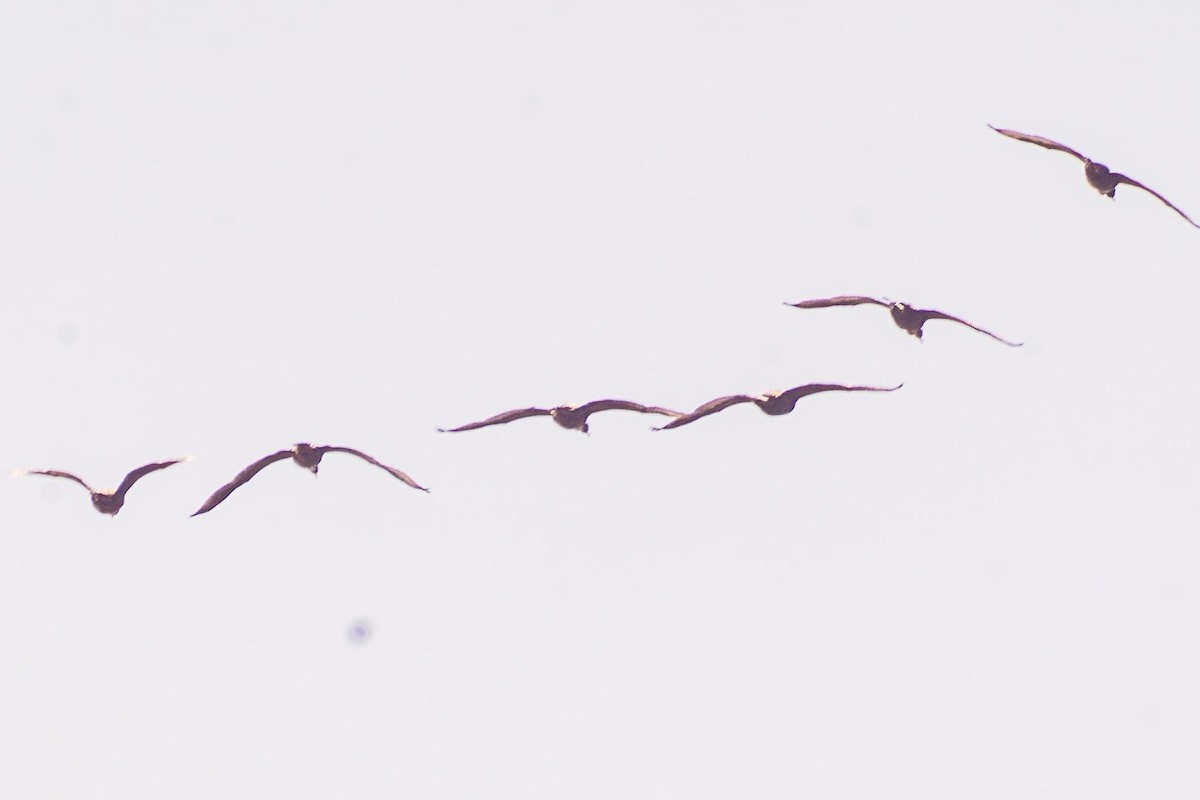 Double-crested Cormorant - ML616201300