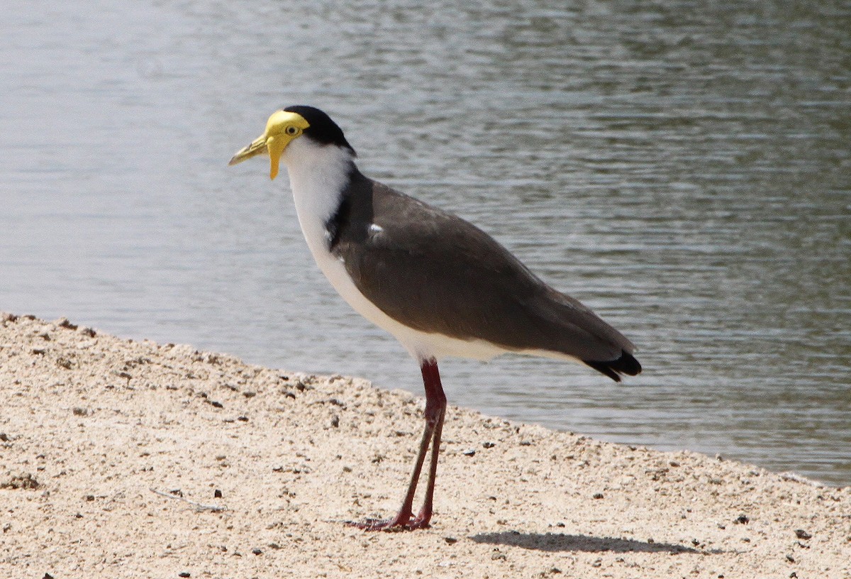 Masked Lapwing - ML616201302