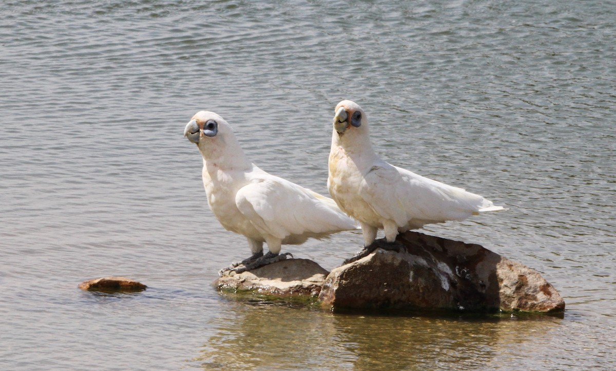 Cacatúa Sanguínea - ML616201305