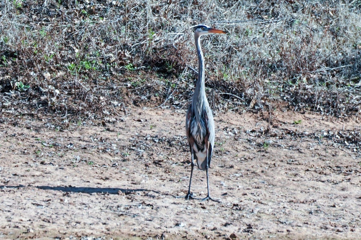 Great Blue Heron - ML616201318