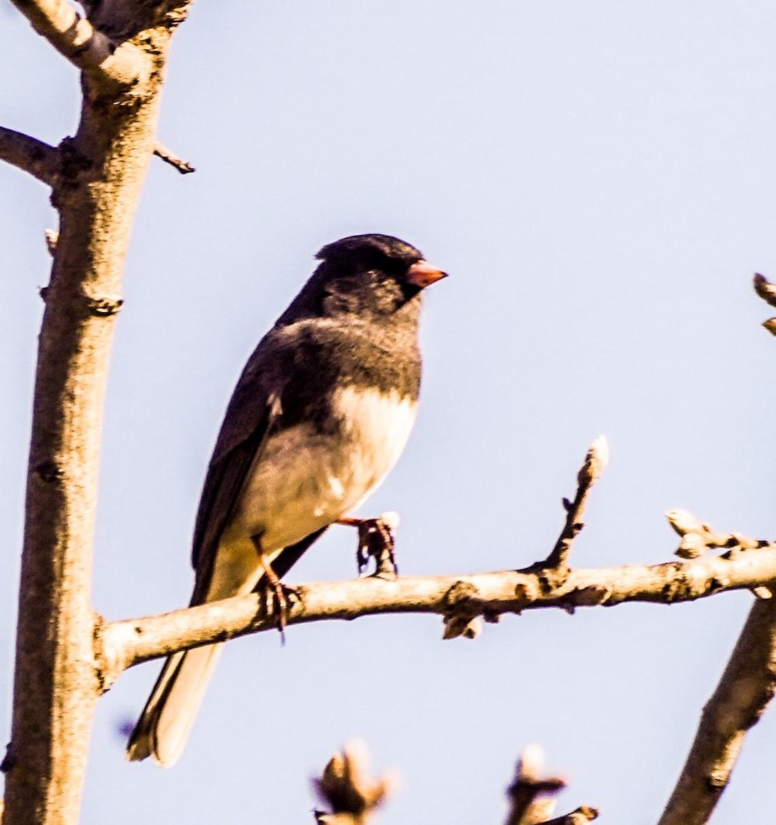 Dark-eyed Junco - ML616201335