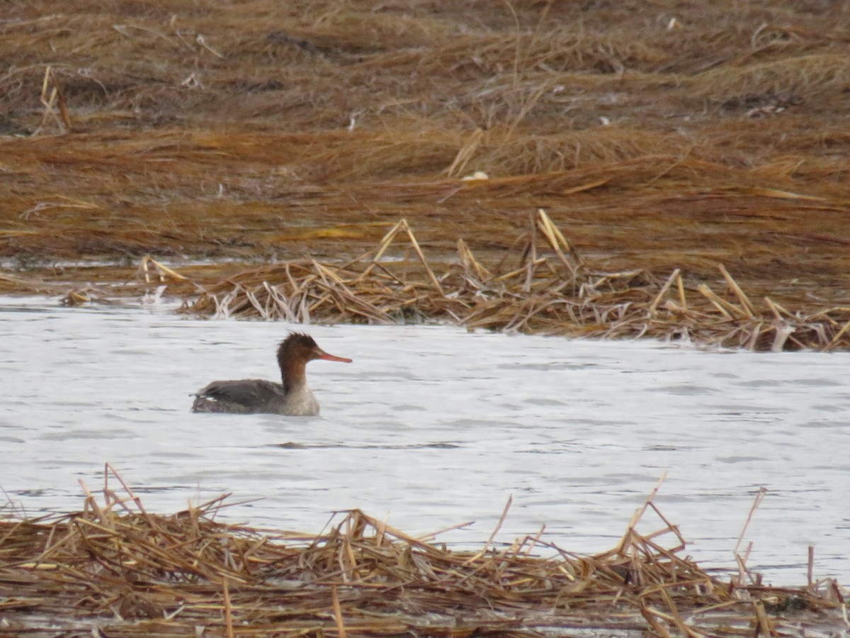 Red-breasted Merganser - ML616201352