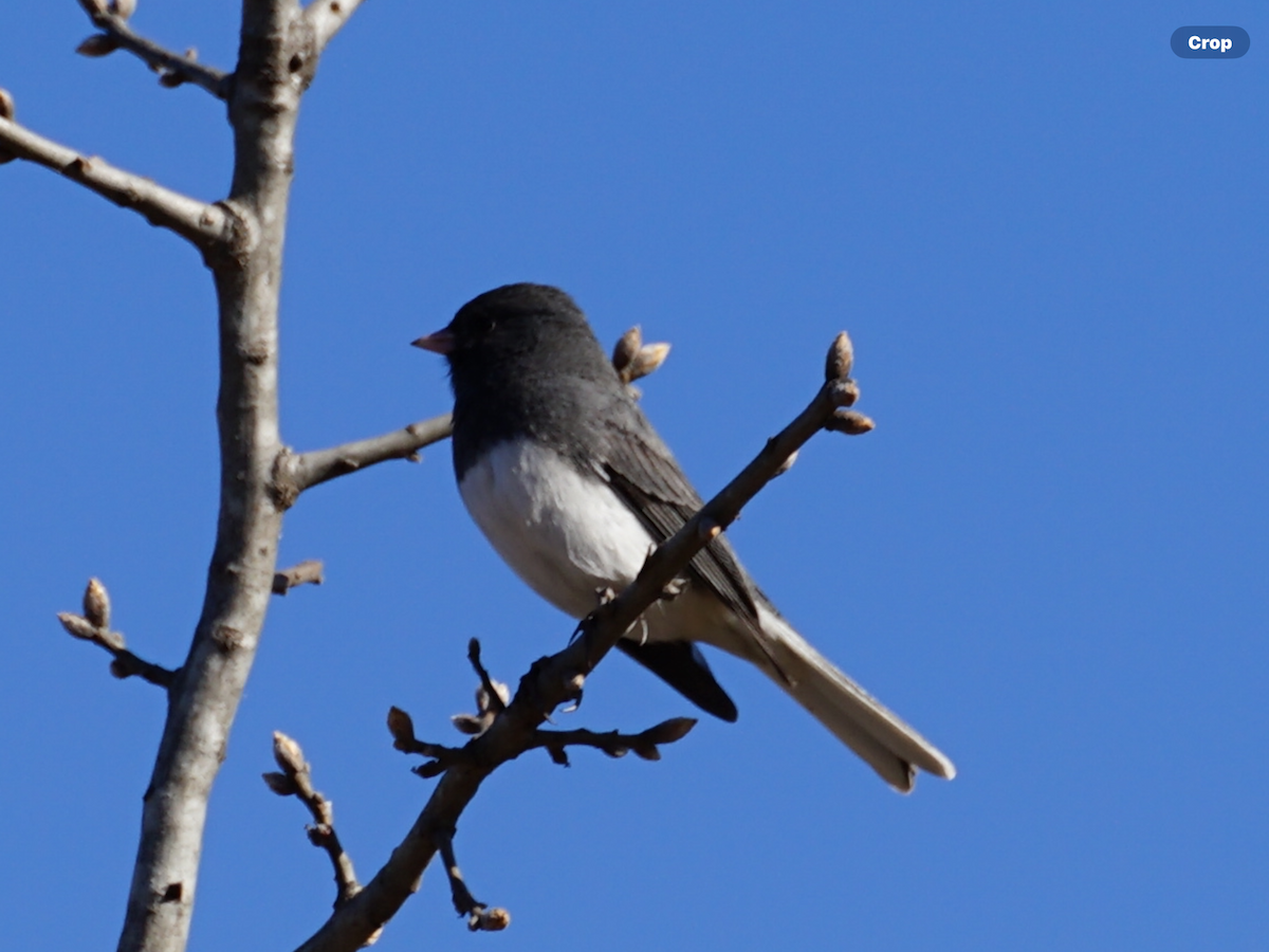 Dark-eyed Junco - ML616201362