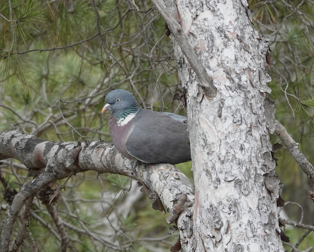 Common Wood-Pigeon - Juan Ramírez