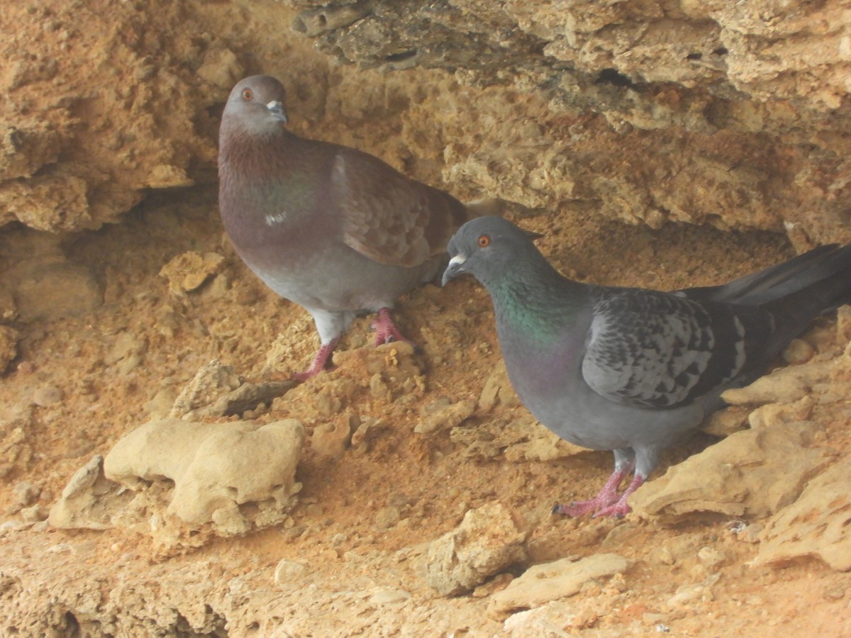 Rock Pigeon (Feral Pigeon) - ML616201447